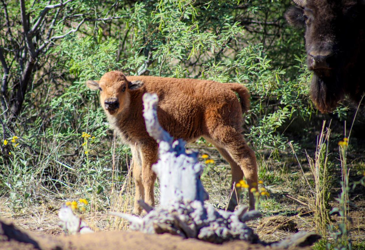 Agua Prieta, Sonora; 16 de mayo de 2026.- Gobernador Durazo y Gobierno de M&eacute;xico fortalecen la conservaci&oacute;n del bisonte en Sonora