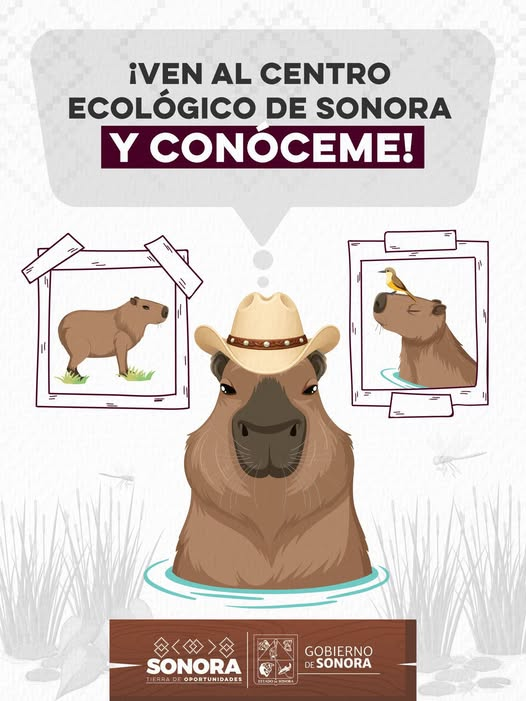  SONORA; 10 DE ENERO DEL 2026.-Gobierno del Estado de Sonora Anuncia Nuevo Habitante