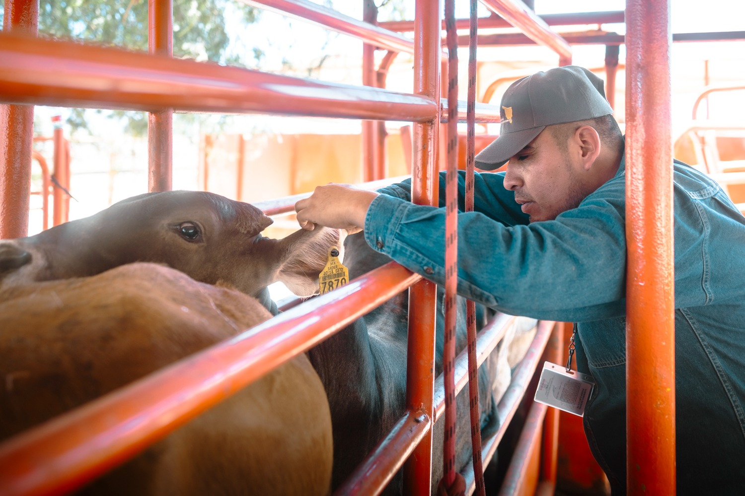 Sonora 23 junio 2026🐄🛡️ &iexcl;SONORA REFUERZA LA LUCHA CONTRA EL GUSANO BARRENADOR! 🇲🇽🇺🇸